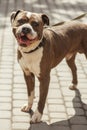 Happy pitbull portrait in sunny street, homeless dog