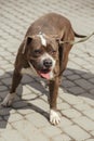 Happy pitbull portrait in sunny street, homeless dog