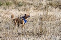 Happy play day, light brown dog in a blue dog harness playing in a tall dry grass field in an off-leash dog park on a sunny fall d Royalty Free Stock Photo