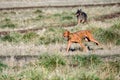 Happy play day, reddish brown dog with a ball running in a dry grass field in an off-leash dog park on a sunny fall day Royalty Free Stock Photo