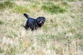 Happy play day, shaggy black dog playing in a dry grass field in an off-leash dog park on a sunny fall day Royalty Free Stock Photo