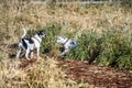 Happy play day, two dogs one white and one white and black playing in a tall dry grass field in an off-leash dog park on a sunny Royalty Free Stock Photo