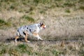 Happy play day, white, black, and brown dog with a ball playing in a tall dry grass field in an off-leash dog park on a sunny fall Royalty Free Stock Photo