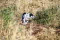 Happy play day, white and black dog playing in a tall dry grass field in an off-leash dog park on a sunny fall day Royalty Free Stock Photo