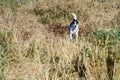 Happy play day, white and black dog playing in a tall dry grass field in an off-leash dog park on a sunny fall day Royalty Free Stock Photo