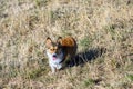 Happy play day, white and tan corgi playing in a tall dry grass field in an off-leash dog park on a sunny fall day Royalty Free Stock Photo