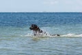 A happy and playful black labrador retriever dog swim and play in the ocean. Blue ocean and water splash as background Royalty Free Stock Photo