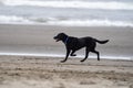 Happy playful black labrador retriever runs and trots on the sand on the beach