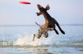 Happy, playful brown dog German shorthaired pointer is running and jumping on the water making splashes and waves.