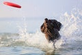 Happy, playful brown dog German shorthaired pointer is running and jumping on the water making splashes and waves. Reflection of