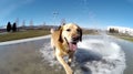 Happy playful dog having fun in the city park. Puppy playing in the fountain, shot on fisheye camera. Generated AI.