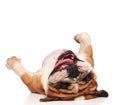 Happy and playful english bulldog lying on its back Royalty Free Stock Photo