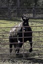 A happy playful horse running around a farms pasture Royalty Free Stock Photo