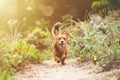 Happy playful long haired Dachshund dog running outdoors. Brown small dog in nature Royalty Free Stock Photo