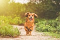 Happy playful long haired Dachshund dog running outdoors on sunny day in nature Royalty Free Stock Photo