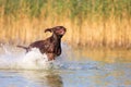 Happy Playful Muscular Thoroughbred Hunting Dog German Shorthaired Pointer. Is Jumping, Running On The Water Splashing It.