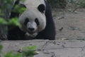 Close up Gianty Panda, China