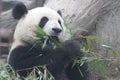 Close up Gianty Panda, Beijing, China