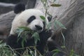 Close up Gianty Panda, Beijing, China Royalty Free Stock Photo