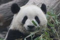 Close up Gianty Panda, Beijing, China