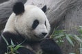 Close up Gianty Panda, Beijing, China Royalty Free Stock Photo