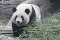 Close up Gianty Panda, Beijing, China Royalty Free Stock Photo