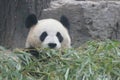 Close up Gianty Panda, Beijing, China