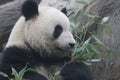 Close up Gianty Panda, Beijing, China