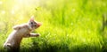 Happy playing Cat on green summer outdoor background