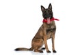 Happy police dog with red bandana around neck sticking out tongue