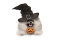 Happy pomaranian spitz Halloween puppy dog, with witch hat and orange pumpkin basket hanging with paws on white banner,