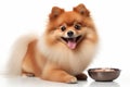 Happy Pomeranian dog with a bowl of food