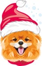 Happy pomeranian dog in Santa hat