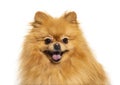 Happy Pomeranian, isolated