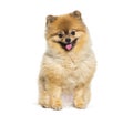 Happy Pomeranian panting, looking at the camera, isolated on white