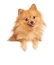 Happy Pomeranian Spitz above banner