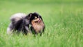 Happy Pomeranian Spitz Dog Of Black And Tan Color On Green Grass