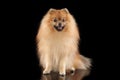 Happy Pomeranian Spitz dog