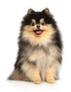 Happy Pomeranian Spitz dog on white background