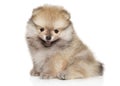 Happy Pomeranian Spitz puppy on white background
