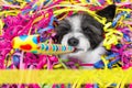 Happy new year dog celberation Royalty Free Stock Photo