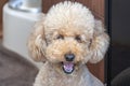 Happy poodle dog looking at you