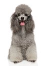 Happy Poodle dog on a white background