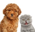 Happy Poodle puppy and kitten, isolated on a white