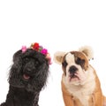 Happy poodle and sleeping english bulldog Royalty Free Stock Photo