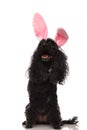 Happy poodle wearing easter bunny ears and looks up