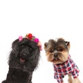 Happy poodle and yorkshire terrier