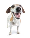 Happy positive dog muzzle. Royalty Free Stock Photo