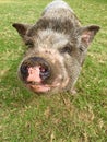 Happy PotBellied Pig