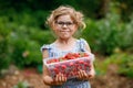 Happy preschool girl holding box with healthy strawberries from organic berry farm in summer, on sunny day. Smiling Royalty Free Stock Photo